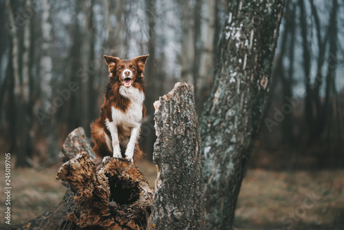 Fototapeta Naklejka Na Ścianę i Meble -  Border collie dog walk on nature