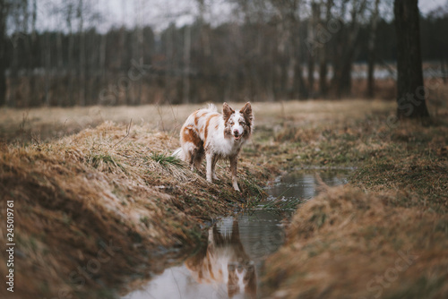 Fototapeta Naklejka Na Ścianę i Meble -  Border collie dog near water on nature