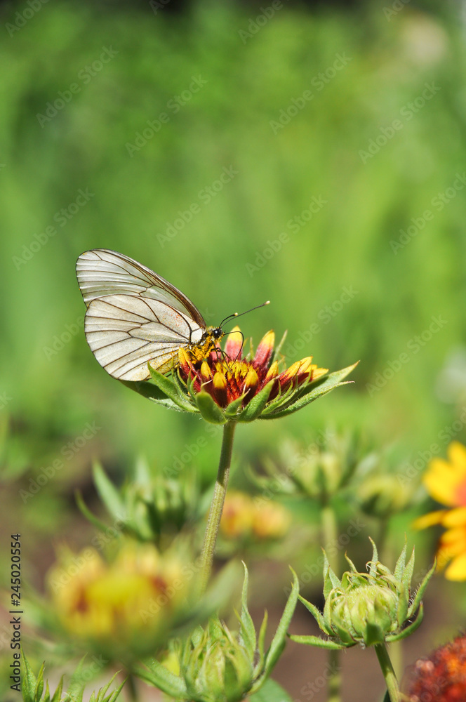 A butterfly sits on a bright flower in clear sunny weather. A butterfly sits on a bright flower in clear sunny weather.