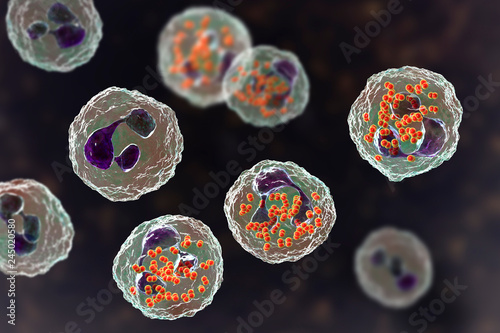 Bacteria Neisseria gonorrhoeae inside phagocytes