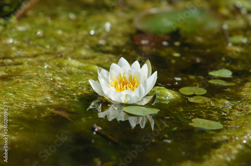 Water lily is a large plan in a small lake on a summer sunny day. Natural background.