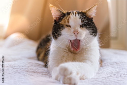 Photography Female Calico Manx Cat Yawning on Sunny Afternoon on White Bed Peach Background