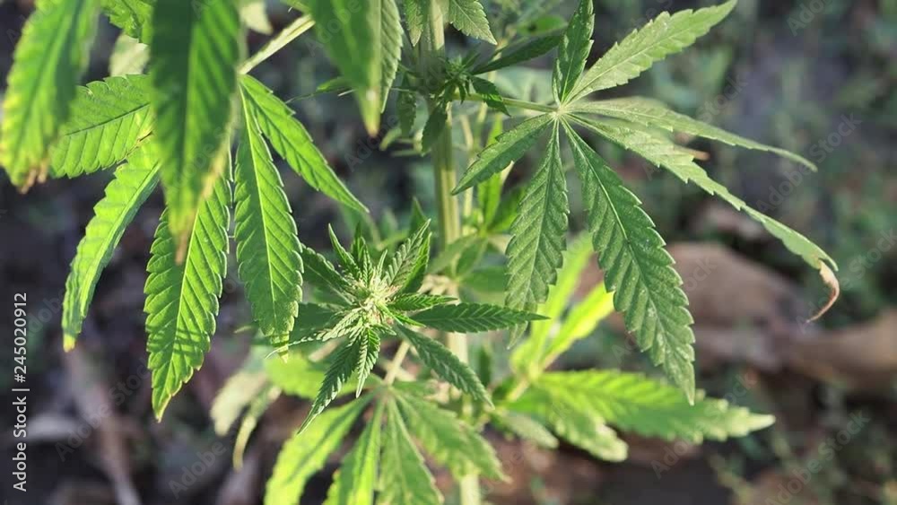 Green plant marijuana. Close up. Green hemp plants with stalk, leaves swinging in soft summer breeze. Slow moutin. Green plant marijuana. Close up. Green hemp plants with stalk, leaves swinging in soft summer breeze. Slow moutin.
