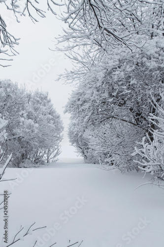 winter landscape Park with snow-covered trees