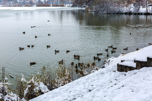 Snow covered lake shore. Flock of wild ducks, male and female, swim in winter lake. Salt lake (Sosto) Nyiregyhaza, Hungary