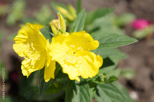 yellow flowers in the garden