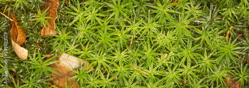 Sphagnum denticulatum closeup background photo