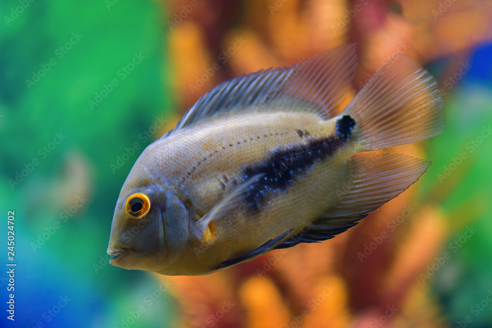 Φωτογραφία Uaru amphiacanthoide  black-spotted fish swims in a transparent aquarium with a