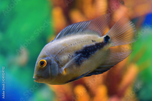 Uaru amphiacanthoide  black-spotted fish swims in a transparent aquarium with a beautiful bright design photo