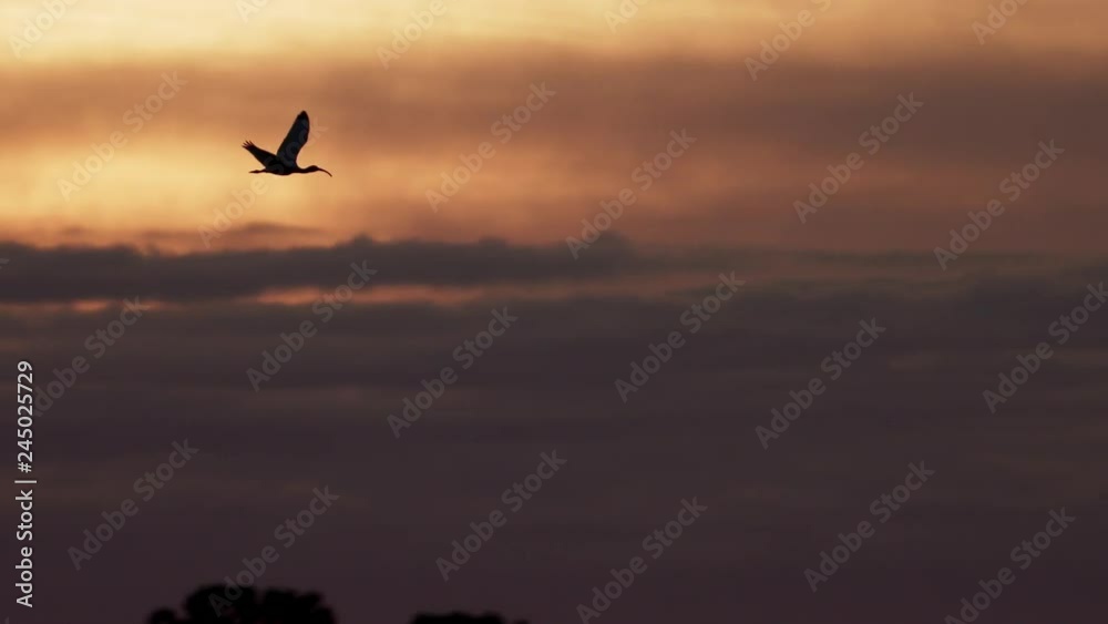 Ibis flying at sunset with nice clouds and sky in slow motion