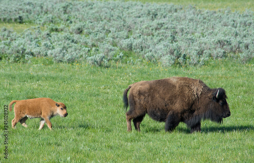 The season for Bison calves in Yellowstone National Park. © bettys4240