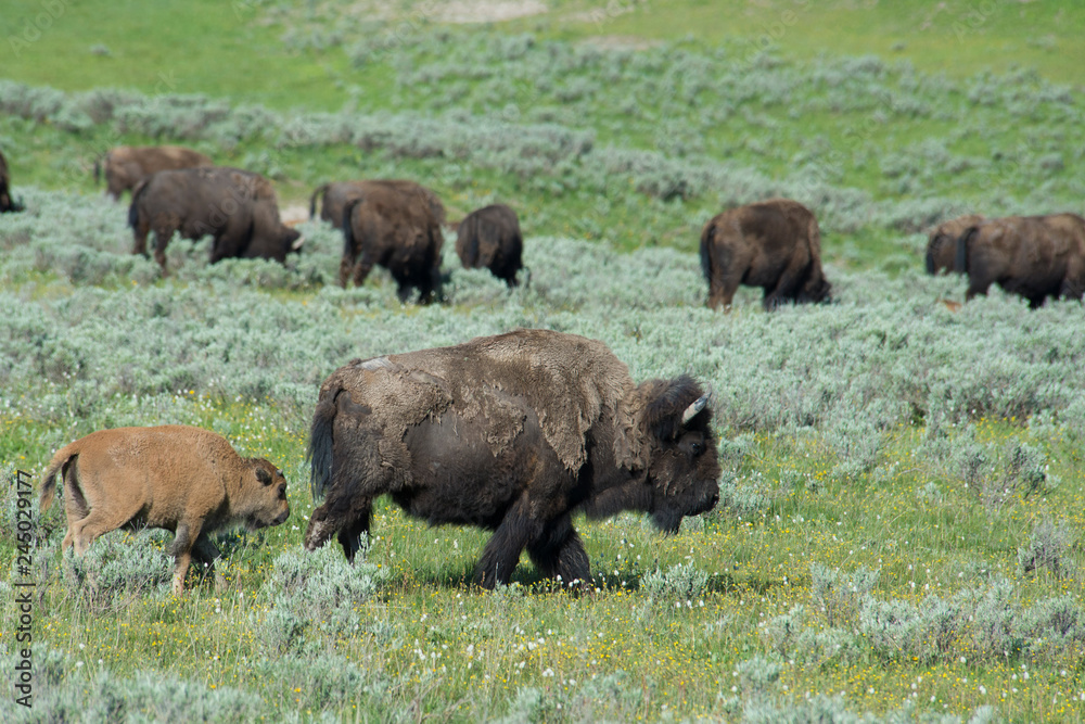 The season for Bison calves in Yellowstone National Park. The season for Bison calves in Yellowstone National Park.