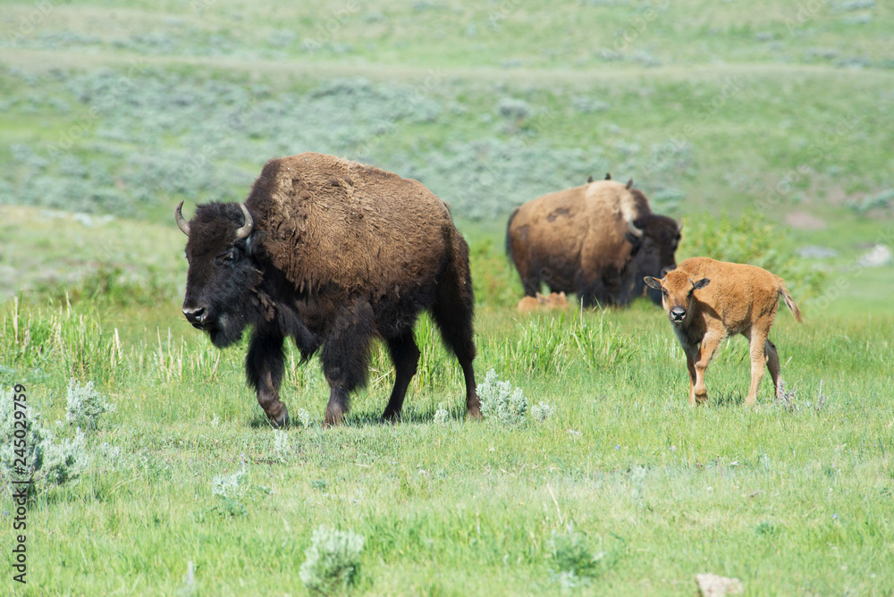 The season for Bison calves in Yellowstone National Park.