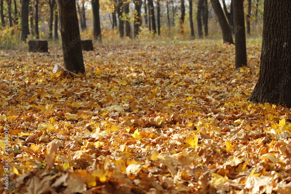 autumn in the park autumn in the park