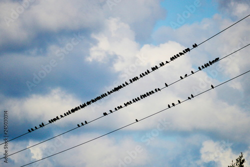 A flock of birds standing at some electrical wires in a cloudy day, Ruiloba, Cantabria