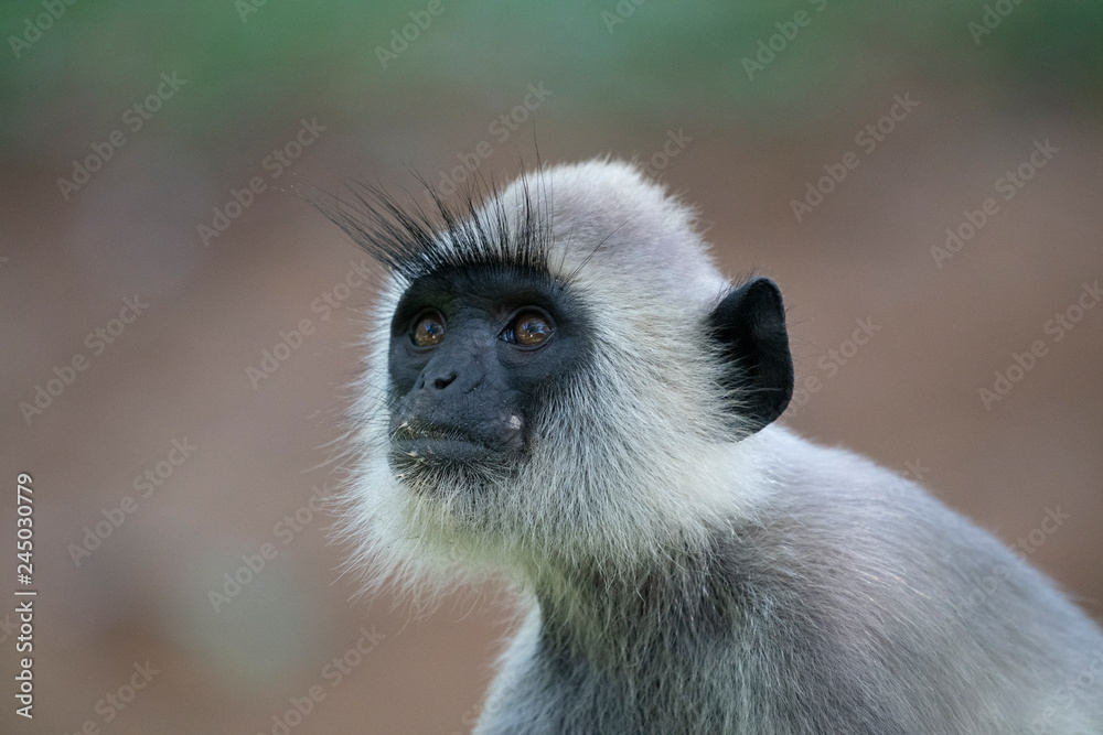 Obraz premium Gray or Hanuman Langurs