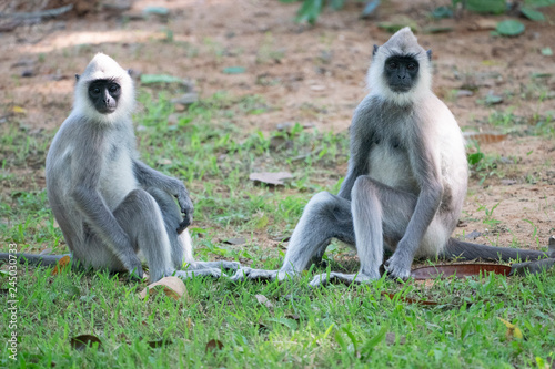 Gray or Hanuman Langurs