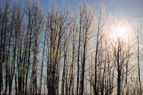 Thick layers of frost clinging to birch bark trees with bright sunburst background