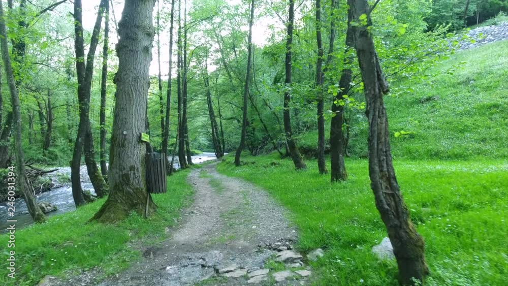 slow walking along forest ground path between green trees along fast mountain river in summer slow walking along forest ground path between green trees along fast mountain river in summer