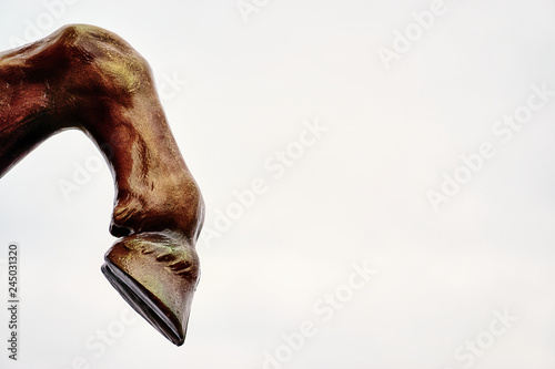 Horse leg with hoof on white background. Lots of space for your text. photo