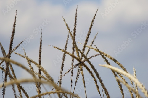 grass on background of blue sky