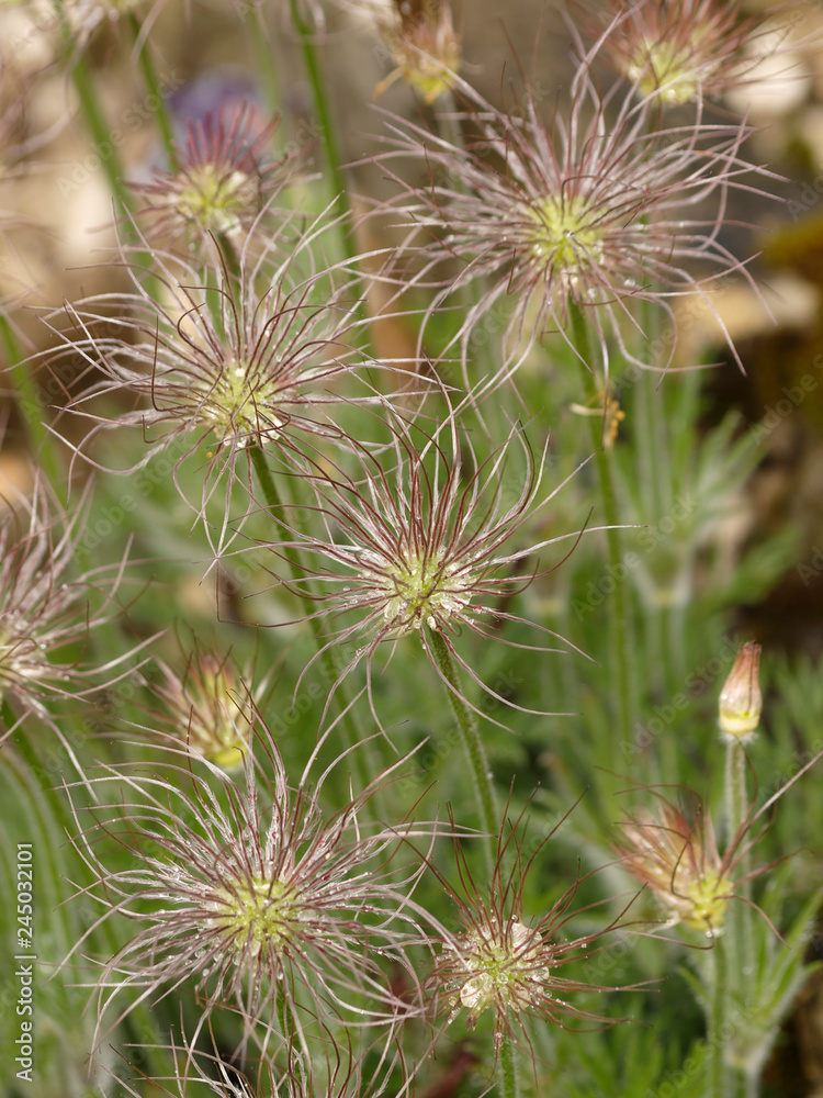 Pulsatilla vulgaris - Fruit plumeux et duveteux d'Anémone pulsatille ou coquerelle Pulsatilla vulgaris - Fruit plumeux et duveteux d'Anémone pulsatille ou coquerelle