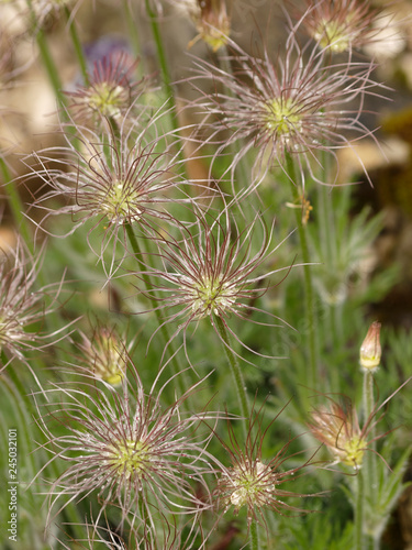 Pulsatilla vulgaris - Fruit plumeux et duveteux d An  mone pulsatille ou coquerelle