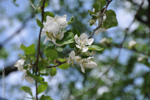 Blooming apple tree branch in sunny day