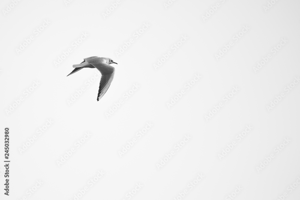 Obraz premium Volare