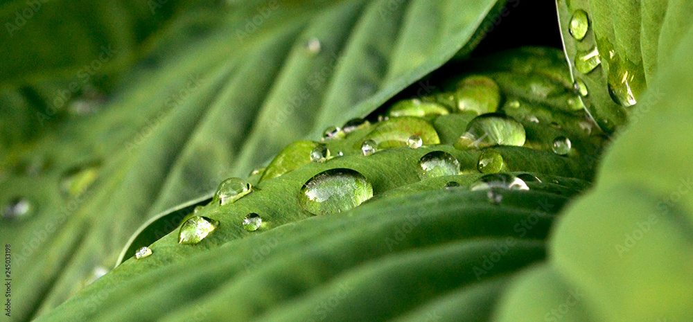 Fototapeta premium Droplets 2