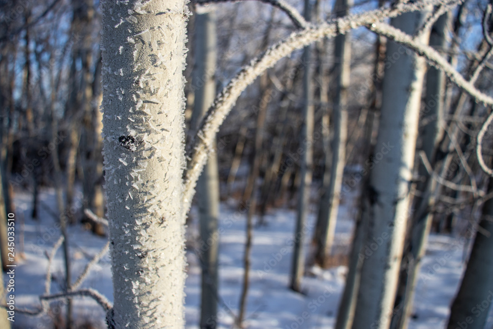 Frost covered branches amidst white snow in the heart of winter Frost covered branches amidst white snow in the heart of winter