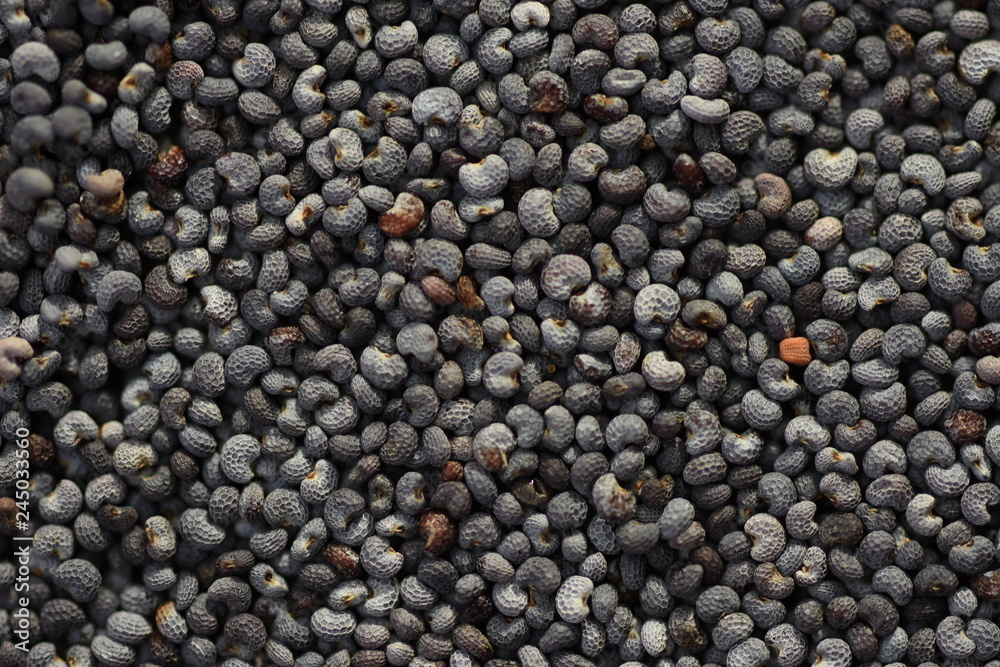 Macro of dried poppy seeds as a background. Macro of dried poppy seeds as a background.