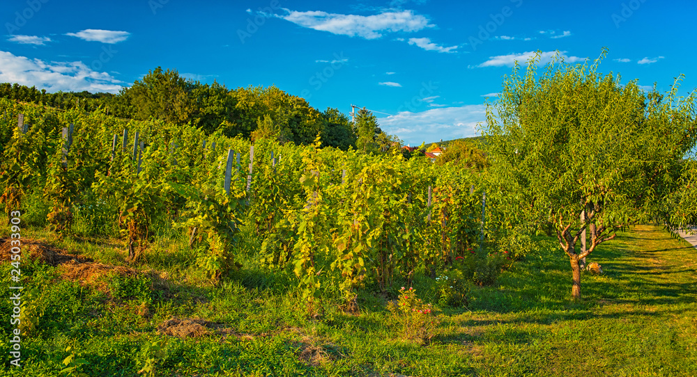 Nice vineyard in autumn Nice vineyard in autumn