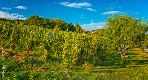 Nice vineyard in autumn