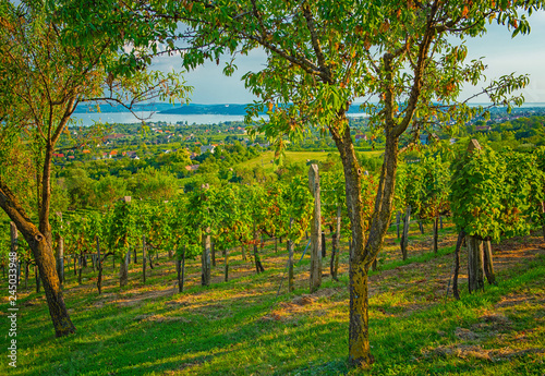 Nice vineyard in autumn
