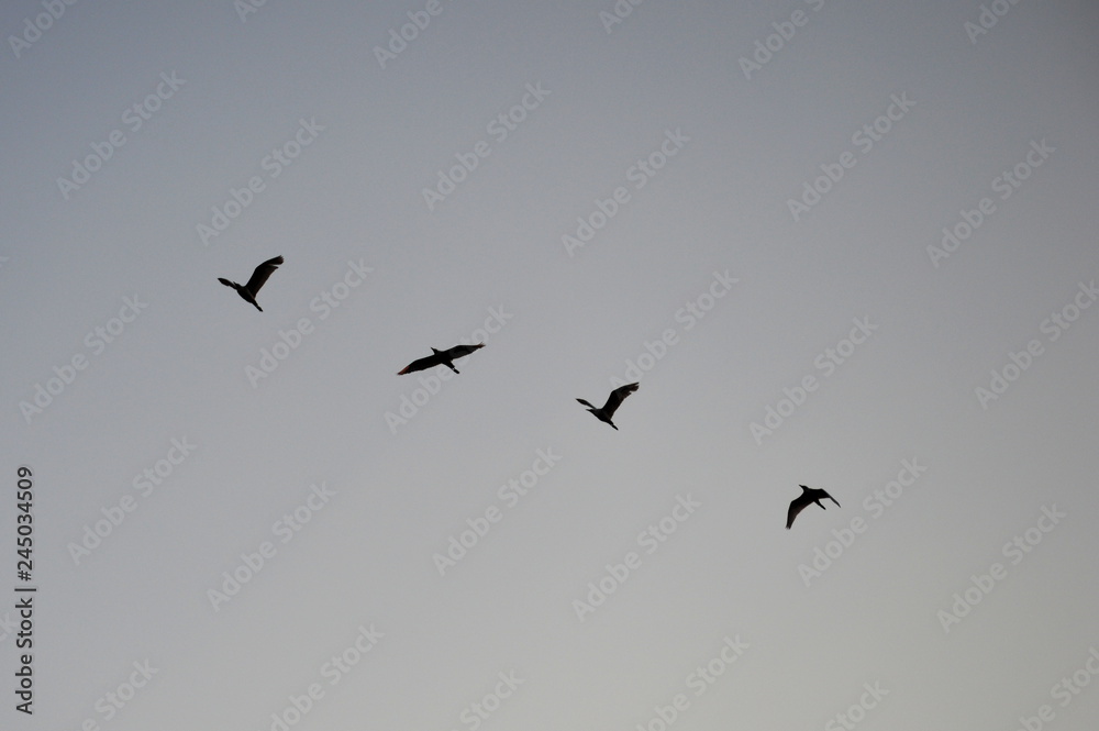 Four birds flying together in line across the sky