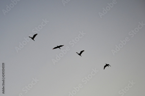 Four birds flying together in line across the sky