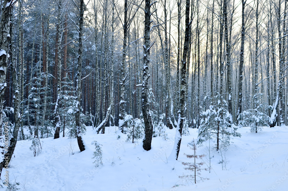 Many fir trees standing under the snow on the frosty winter.