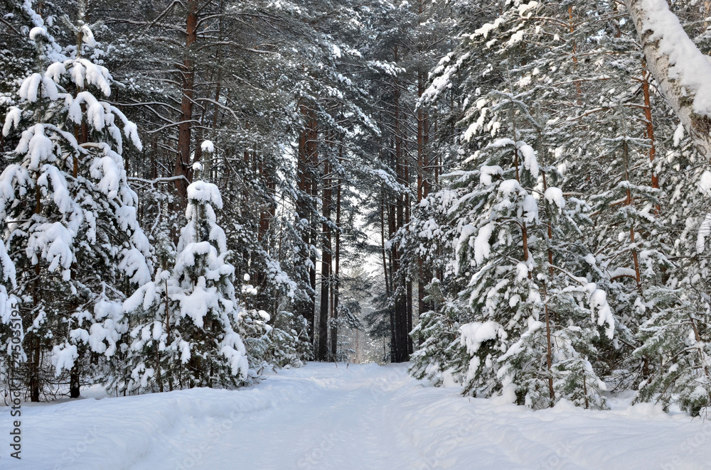 Fototapeta premium Many fir trees standing under the snow on the frosty winter.