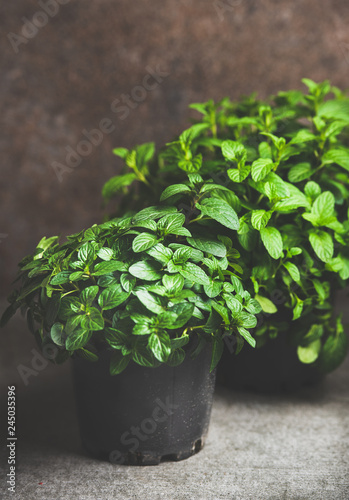 Fresh mint growing in pots over concrete table at home. Organic homegrown herb for healthy lifestyle. Spring gardening concept