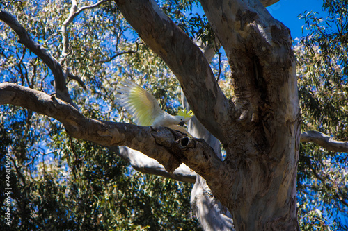 Australian Cockatoo