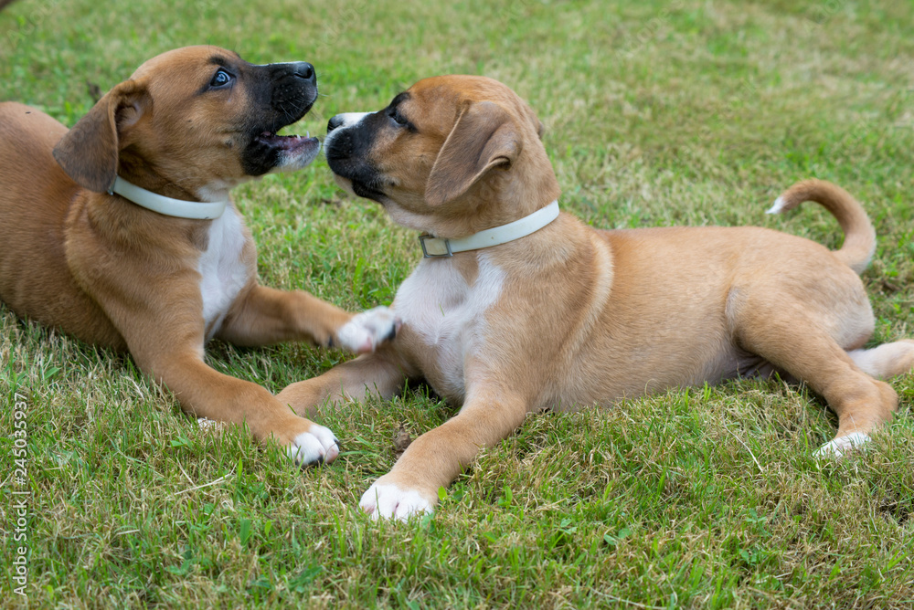 Two Boxer pups playing, biting on each other in green grass.