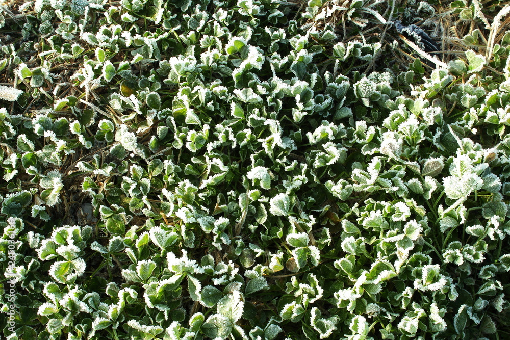 snow frost in winter on plant tree natural background snow frost in winter on plant tree natural background