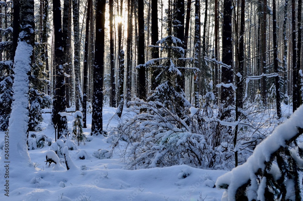 Fototapeta premium Beautiful winter landscape
