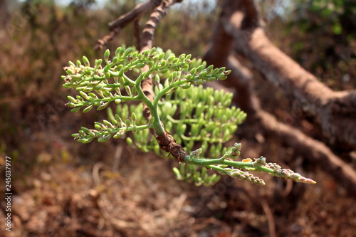buds of tropical inflorence photo
