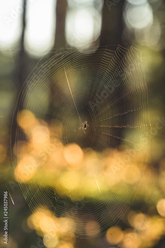 Isolated Spider Web with Spider in it in the Forest with Blurred Foliage in the Background - Sunny Autumn Day