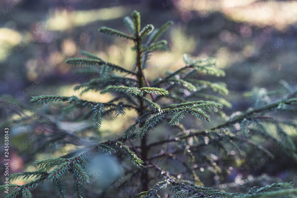 Closeup of Forest Vegetation with Grass and Foliage - Sunny Summer Day