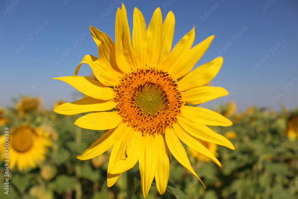 Field of yellow sunflowers