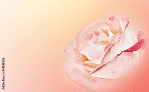 Fototapeta Naklejka Na Ścianę i Meble -  Roses Art Design .Valentine's background with roses. Valentines day card concept.