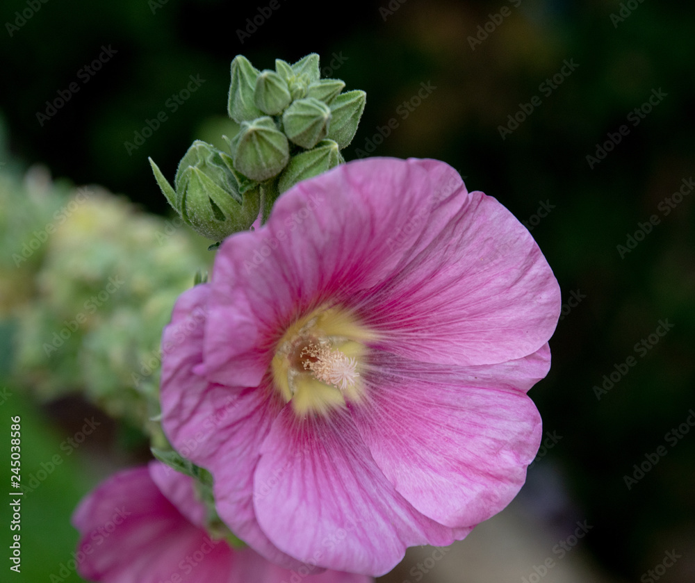 Fototapeta premium flower